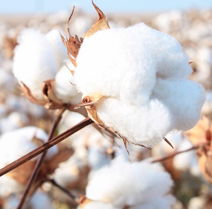 <p>Cotton</p>