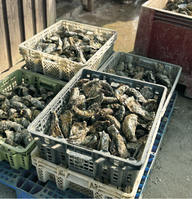 <p>wild oysters and breeding farms</p>